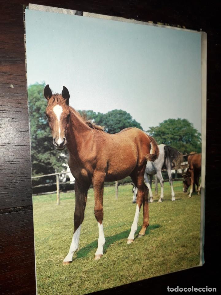 Postales: N&ordm; 35996 POSTAL CABALLO - Foto 1