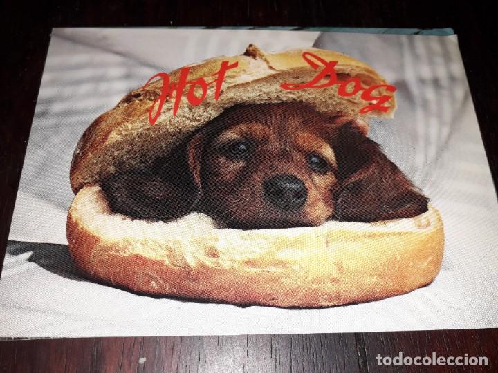 Cartes Postales: N&ordm; 35997 POSTAL PERRO HOT DOG ZURICH VEVEY