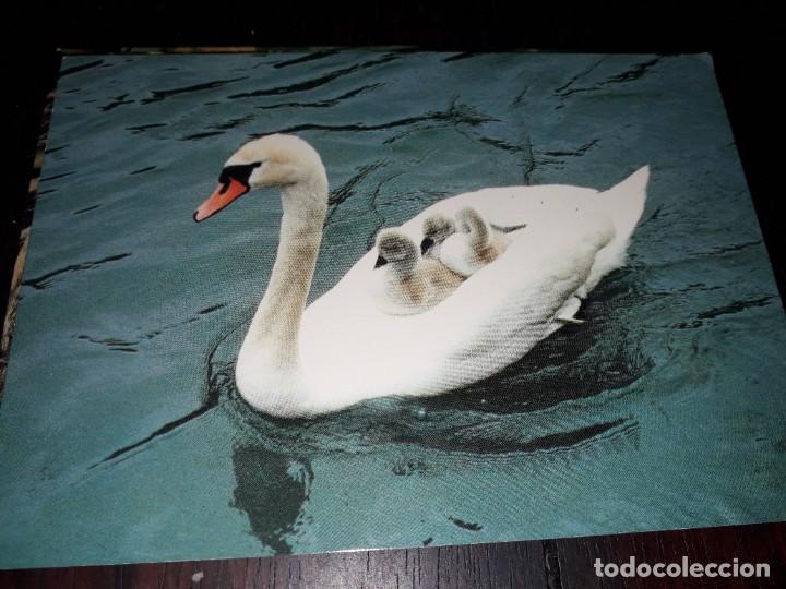 Cartes Postales: N&ordm; 35998 POSTAL CISNE ZURICH VEVEY