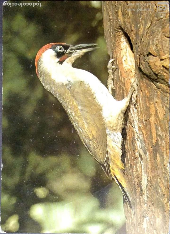 Postais: P&aacute;jaro carpintero. Postal inglesa. Dorso con explicaci&oacute;n. Nueva. Color