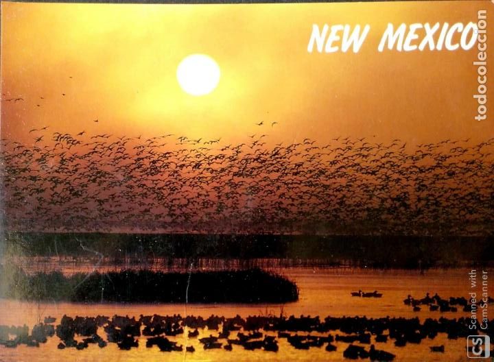 Postais: Nuevo M&eacute;xico. Aves migratorias. Nueva. Color