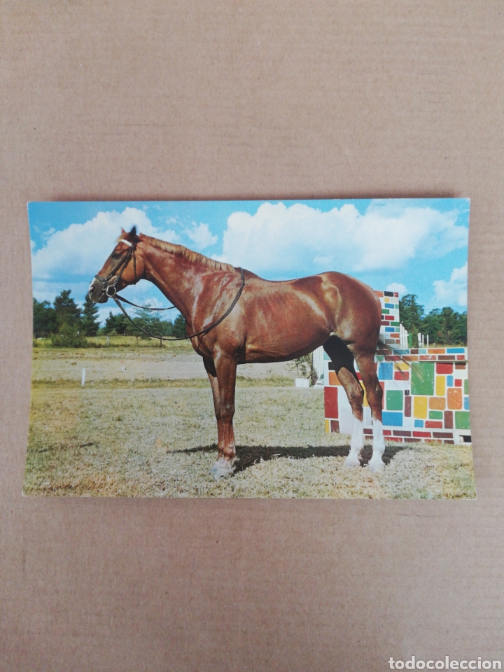 Postales: Postal caballo 620 - Foto 1