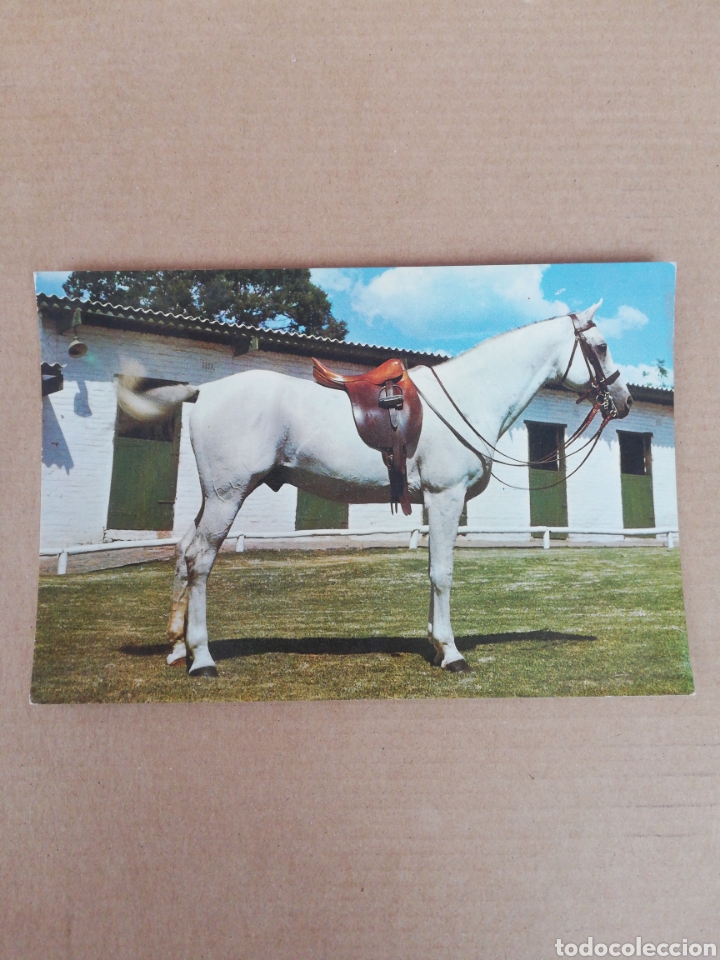 Postales: Postal caballo serie 620 - Foto 1