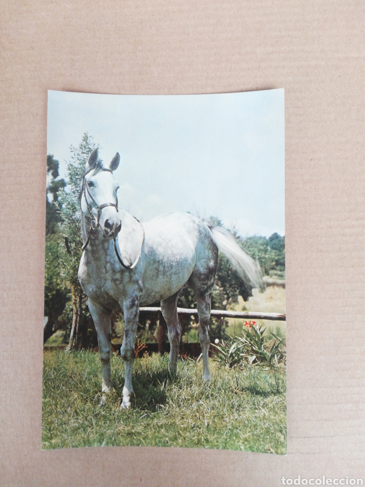 Postales: Postal caballo serie 620 - Foto 1