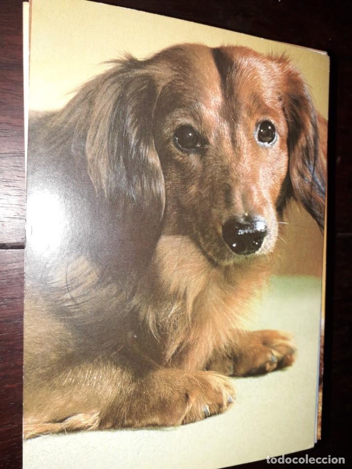 Cartes Postales: N&ordm; 36007 POSTAL PERRO