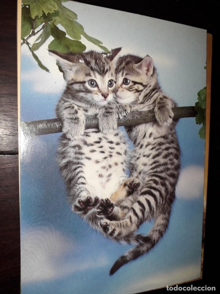 Postales: N&ordm; 36008 POSTAL GATOS - Foto 1