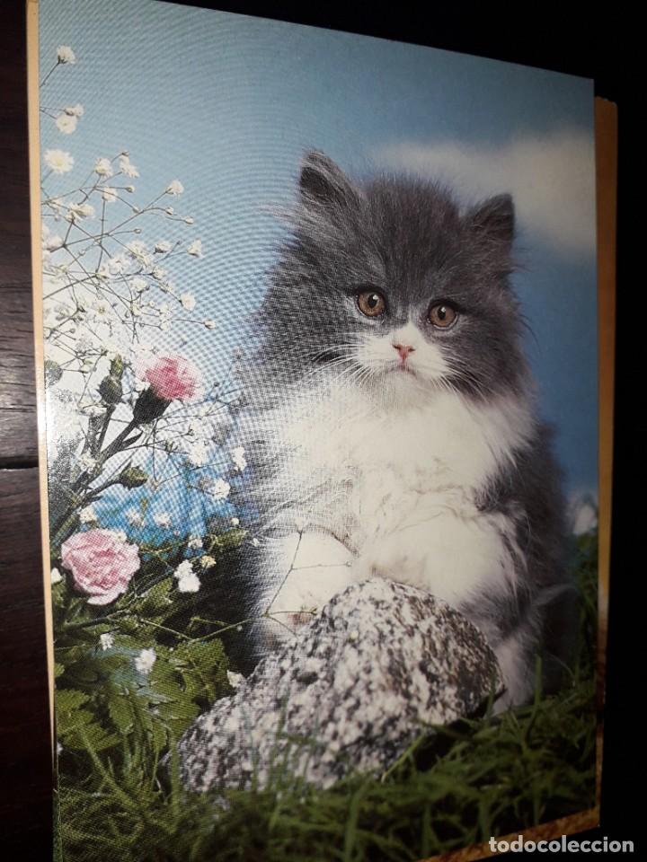 Cartes Postales: N&ordm; 36009 POSTAL GATO