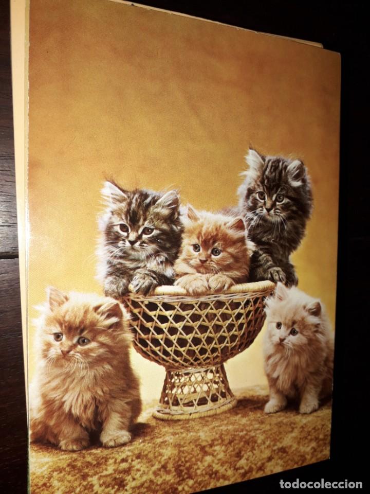 Postales: N&ordm; 36010 POSTAL GATOS - Foto 1