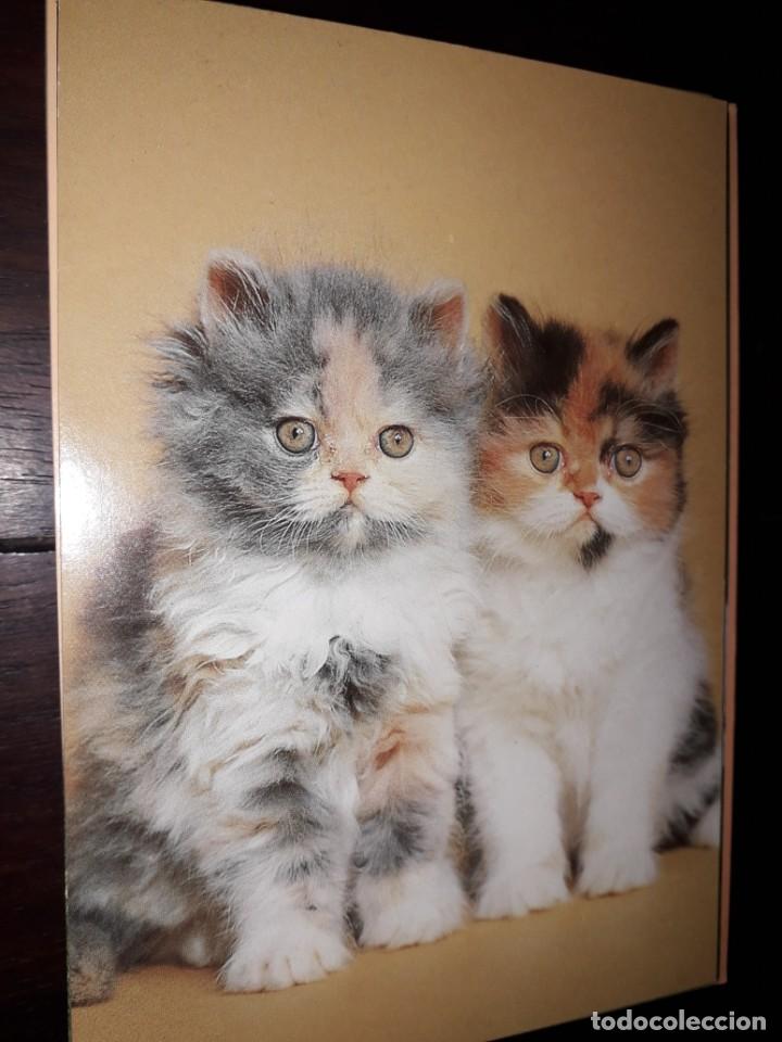 Postales: N&ordm; 36011 POSTAL GATOS - Foto 1
