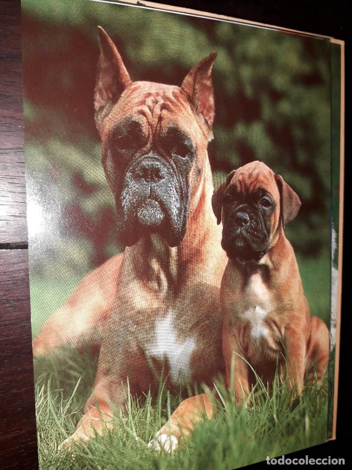 Cartes Postales: N&ordm; 36012 POSTAL PERROS