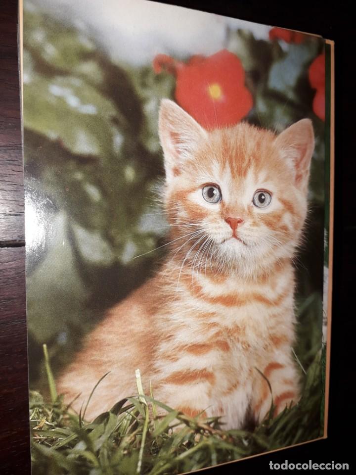 Postales: N&ordm; 36013 POSTAL GATO - Foto 1