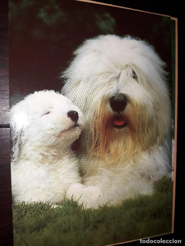 Cartes Postales: N&ordm; 36014 POSTAL PERROS