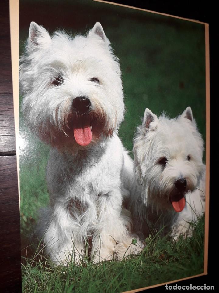 Cartes Postales: N&ordm; 36015 POSTAL PERROS