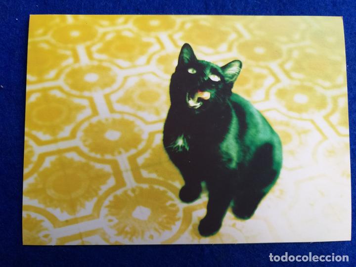 Cartes Postales: Postal de animales. Gato negro