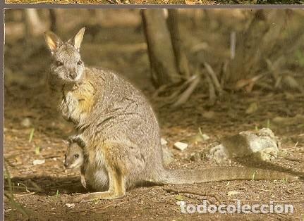 Postais: Australia, Circulado, Tammar Wallaby, Adelaide, Enniskillen Irlanda del Norte 2000 (7070)