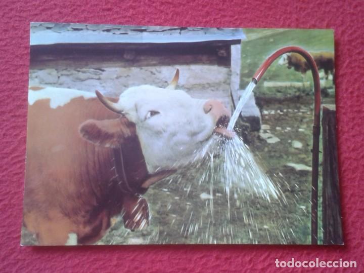Postales: POSTAL POST CARD CARTE POSTALE VACA COW VACHE BEBIENDO AGUA DRINKING VER FOTO/S QUELLE SOIF PROST !