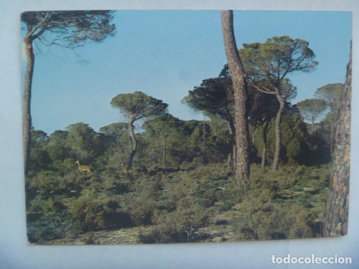 Postales: POSTAL DE ICONA, PARQUE NACIONAL DE DO&Ntilde;ANA : PINAR, CIERVAS CORRIENDO