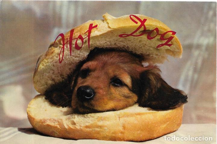 Postales: ^^^ PN320 - POSTAL - PERRITO CALIENTE- SIN CIRCULAR - Foto 1