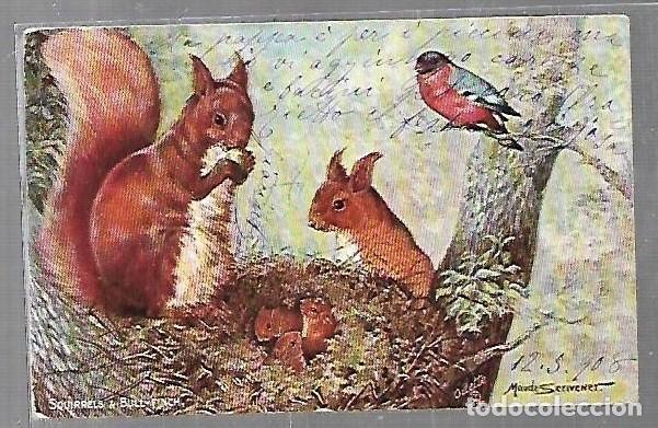 Postais: TARJETA POSTAL. ANIMALES. ARDILLAS DANDO DE COMER A SUS CRIAS