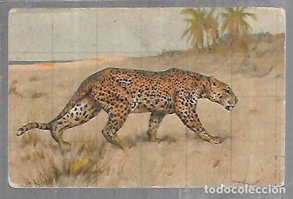 Postales: TARJETA POSTAL. ANIMALES. GUEPARDO - Foto 1