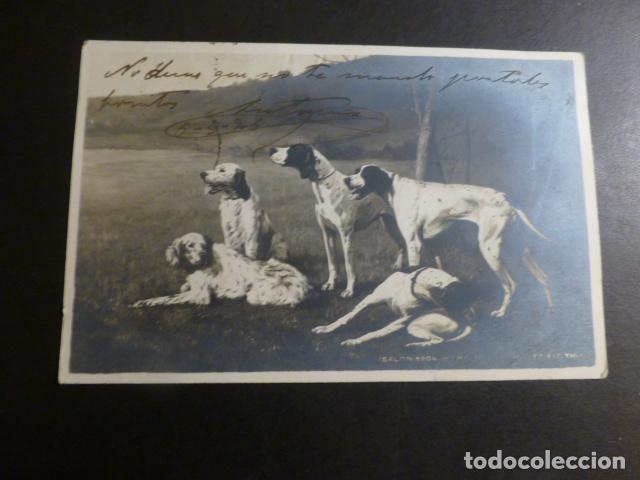 Postales: PERROS DE CAZA POSTAL - Foto 1