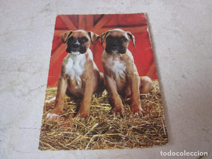Postais: POSTAL ESCRITA A&Ntilde;OS 60 - JONGE BOXERS