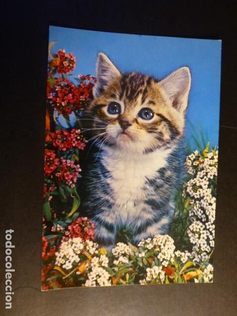 Postales: GATO POSTAL - Foto 1