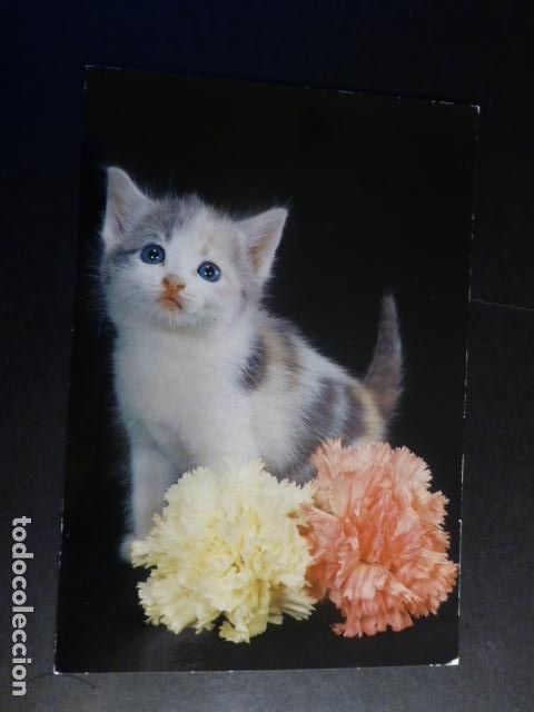 Postales: GATO POSTAL - Foto 1