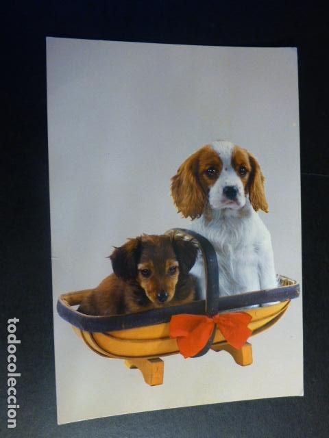 Postales: PERROS POSTAL - Foto 1