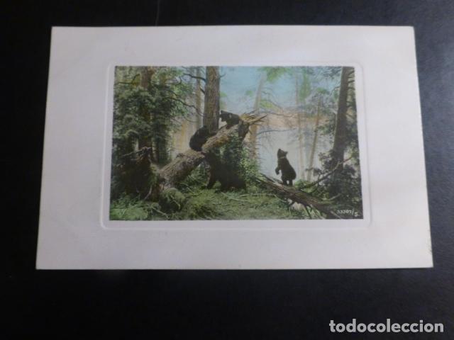 Postales: OSOS EN EL BOSQUE POSTAL - Foto 1