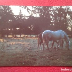 Postales: POSTAL POST CARD GRAN TAMAÑO CABALLOS HORSES CHEVAUX PFERDE FOUNDATION POUR LE CHEVAL LE ROSELET..... Lote 197816506