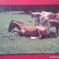 Postales: POSTAL POST CARD GRAN TAMAÑO CABALLOS HORSES CHEVAUX PFERDE FOUNDATION POUR LE CHEVAL LE ROSELET..... Lote 197818523