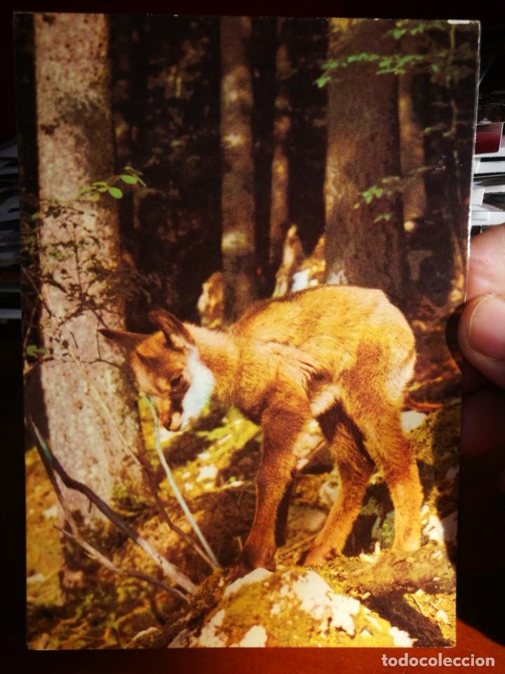 Postais: Postal Uribe chamois du Creux du Van S/C