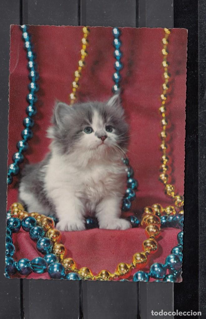Postais: UN GATO