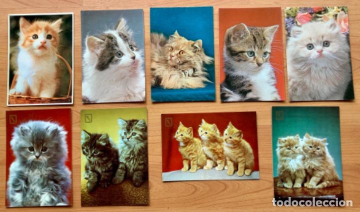 Postales: LOTE DE 9 POSTALES DE GATOS - Foto 1