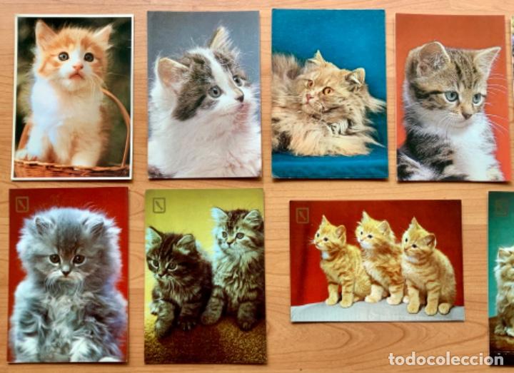 Postales: LOTE DE 9 POSTALES DE GATOS - Foto 2