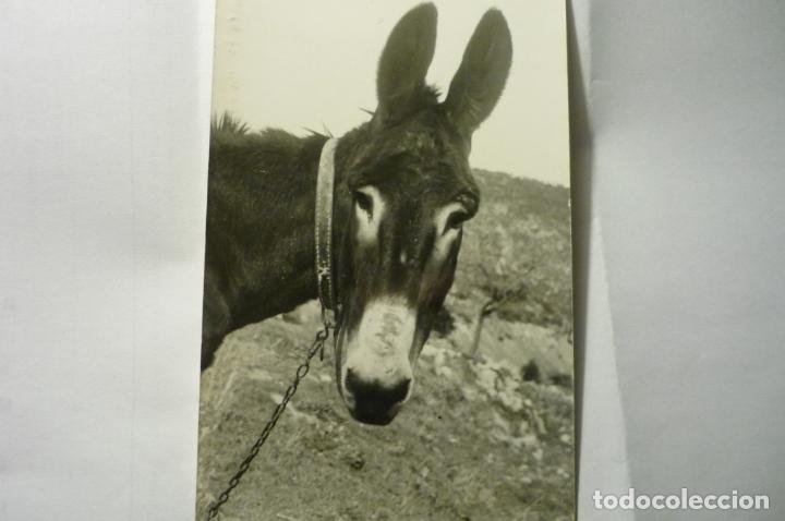 Postais: TARJETAZOOLOGIA MULO .- ARCHIVO CUYAS  CM