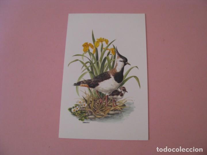 Postais: POSTAL DIPTICA DE PAJARO. VANELLUS VANELLUS. ILUSTR. A. M. TRECHSLIN. SUIZA.
