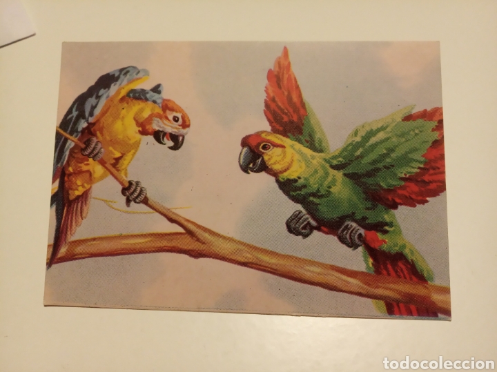 Loros charlatanes postal 1965