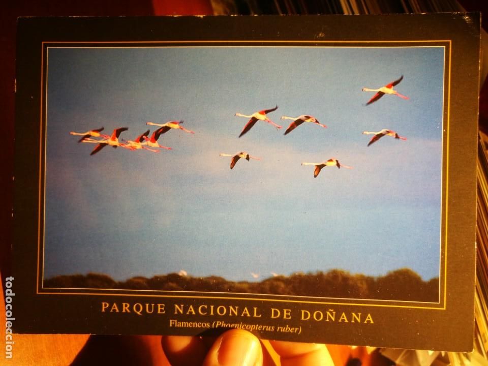 Postais: Postal Flamencos Parque Nacional de Do&ntilde;ana ESCUDO DE ORO S/C