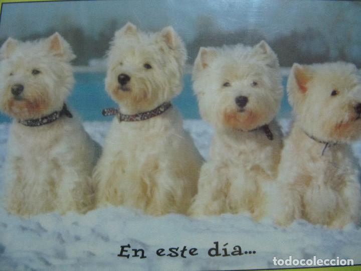 Postcards: POSTAL FELICITACI&Oacute;N CON SOBRE SERIE ANIMALES DE LA ABUELA PACA
