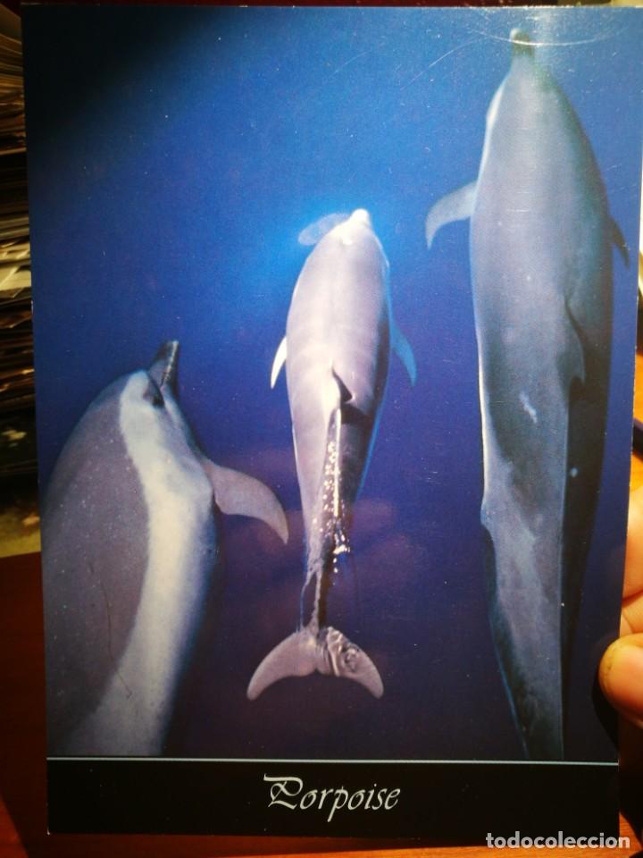 Postcards: Postal Marine Life