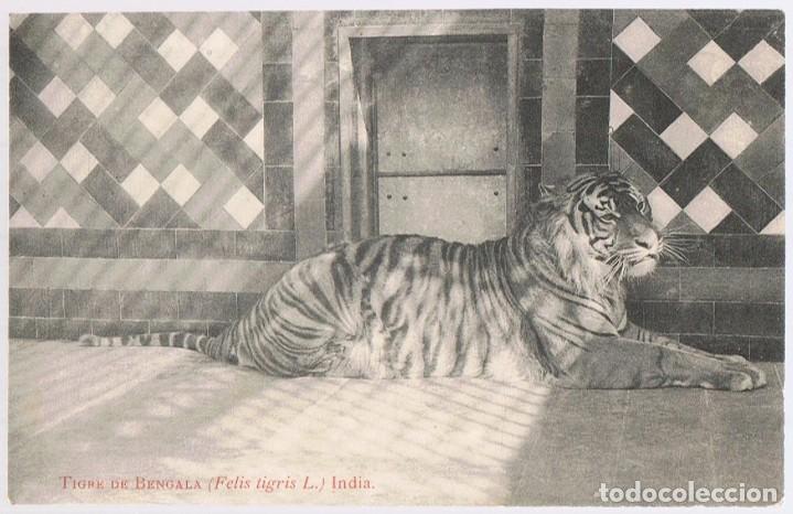 Postales: POSTAL TIGRE DE BENGALA INDIA - Foto 1