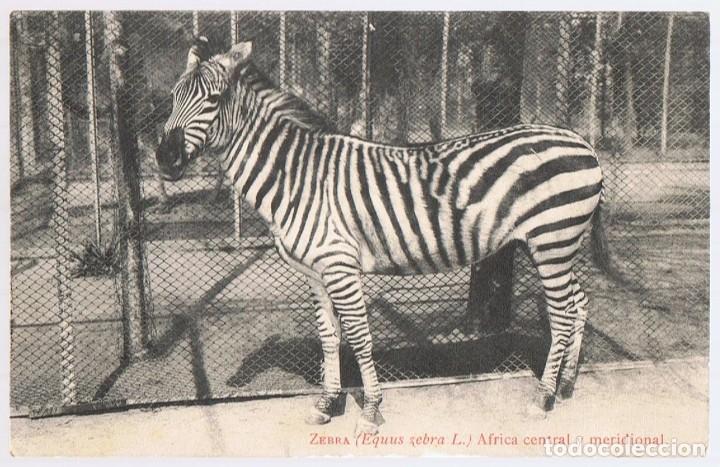 Postales: POSTAL ZEBRA AFRICA CENTRAL - Foto 1