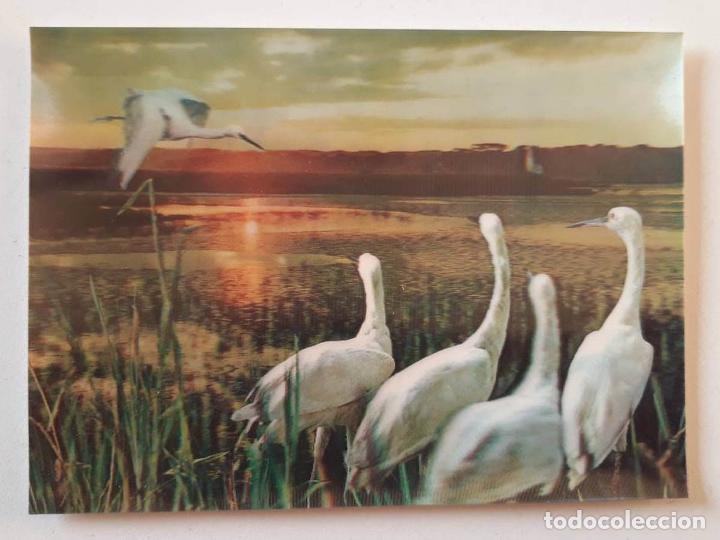 Postales: Egrets, Postal 3d 3 dimensiones 0159 - Foto 1