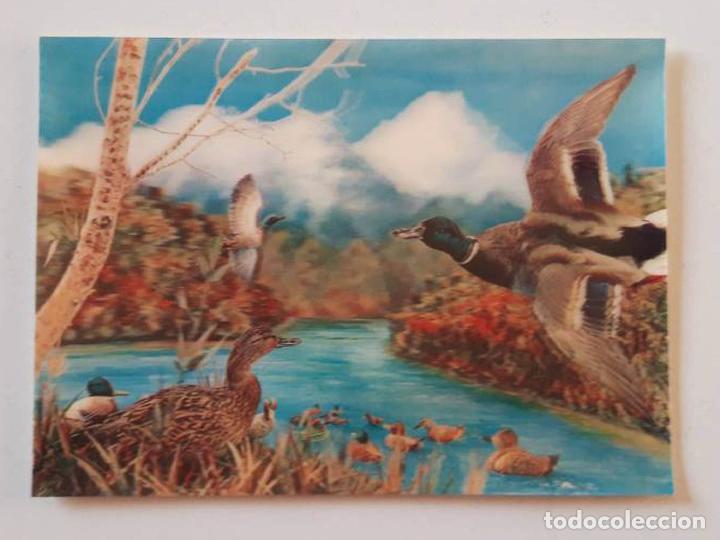 Postales: Patos, Postal 3d 3 dimensiones 0160 - Foto 1