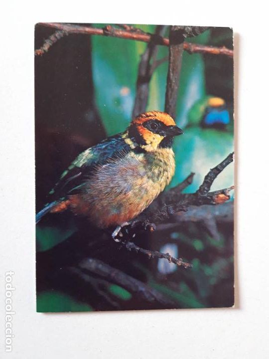 Postales: P&aacute;jaro, Postal 0174 - Foto 1