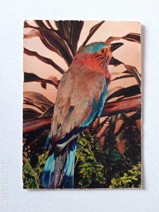 Postales: Rollier, Oiseaux exotiques, Postal  0176 - Foto 1