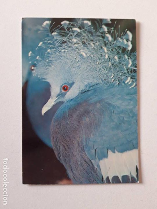 Postales: P&aacute;jaro, Postal 0175 La de las im&aacute;genes - Foto 1