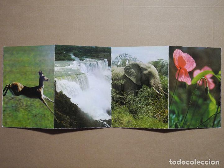 Postcards: 4 postales. Elefante, b&uacute;falo, amapola, zoologia ourebia. Sin escribir.